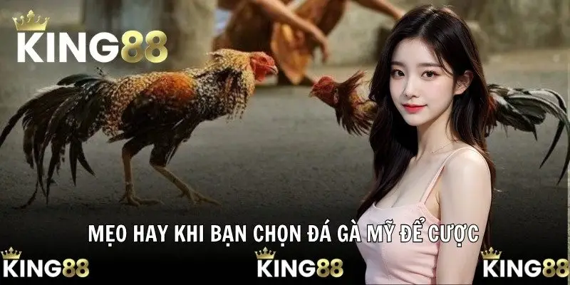 Mẹo hay khi bạn chọn đá gà Mỹ để cược